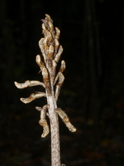 Gastrodia cunninghamii