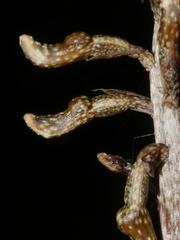 Gastrodia cunninghamii