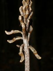 Gastrodia cunninghamii