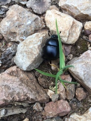 Trypocopris vernalis