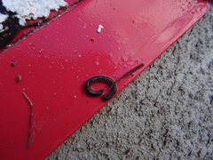Ommatoiulus moreleti