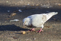 Columba livia domestica