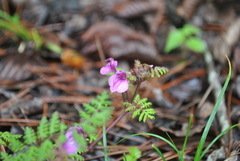 Pedicularis axillaris