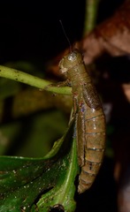 Hyleacris rubrogranulata