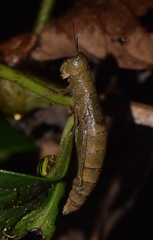 Hyleacris rubrogranulata