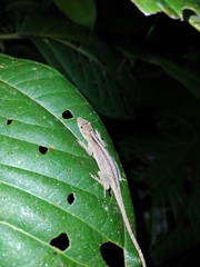 Anolis fuscoauratus