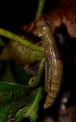 Hyleacris rubrogranulata