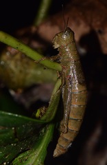 Hyleacris rubrogranulata