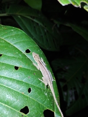 Anolis fuscoauratus