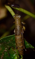 Hyleacris rubrogranulata
