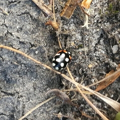 Eriopis punicola