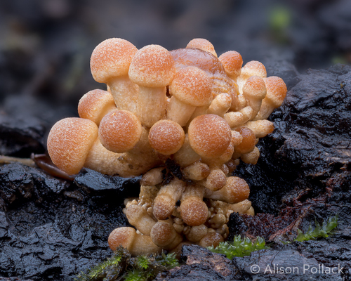 Puokštinė kelmabudė nuotrauka