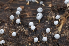 Didymium squamulosum