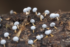 Didymium squamulosum