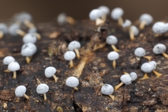 Didymium squamulosum