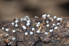 Didymium squamulosum