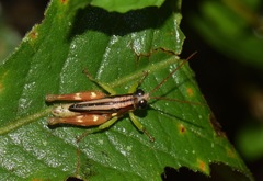 Syntomacris guttulosa