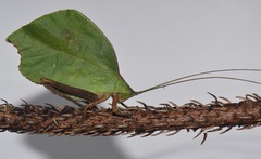 Typophyllum mortuifolium