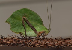 Typophyllum mortuifolium