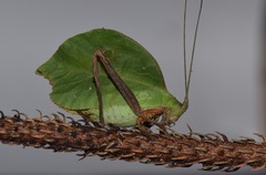 Typophyllum mortuifolium