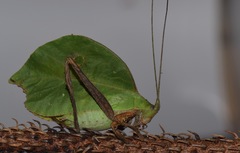 Typophyllum mortuifolium