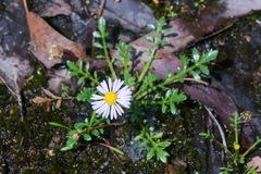 Brachyscome stuartii