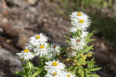 Coronidium boormanii