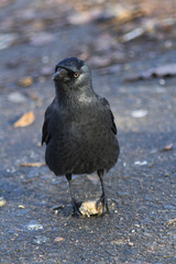 Corvus monedula