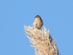 Cisticola juncidis
