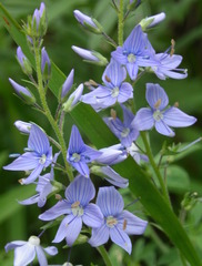 Veronica austriaca