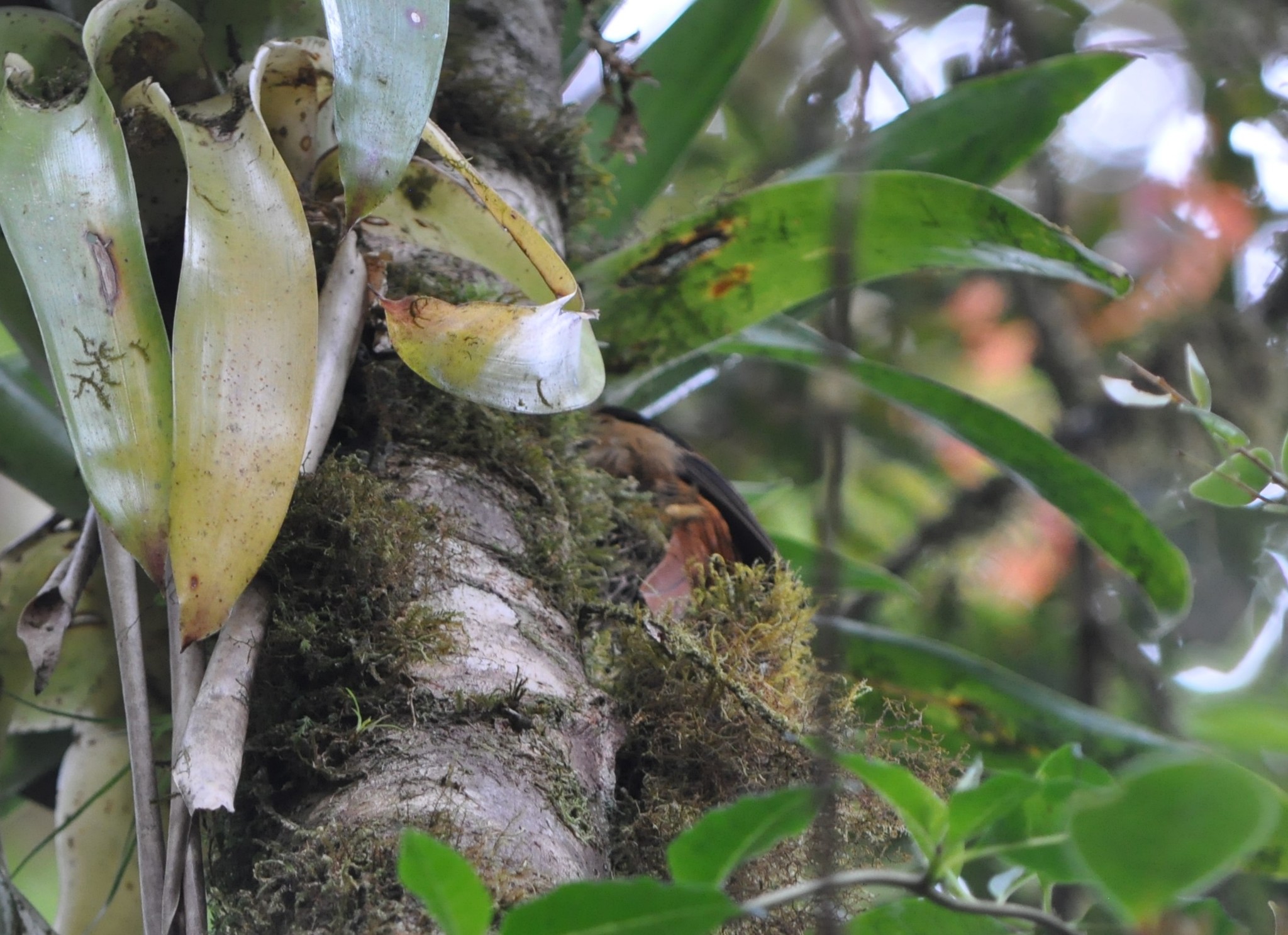 Buffy Tuftedcheek (Pseudocolaptes lawrencii)