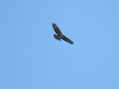 Buteo buteo