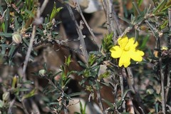 Hibbertia lineata