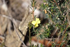 Hibbertia lineata