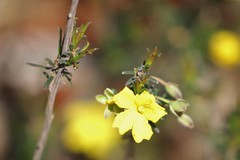 Hibbertia lineata
