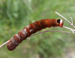 Orbona fragariae