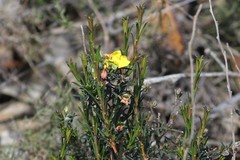 Hibbertia lineata