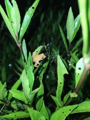 Dendropsophus walfordi