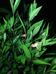 Dendropsophus walfordi