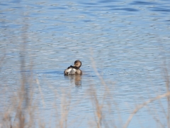 Tachybaptus ruficollis