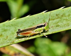 Scotussa impudica