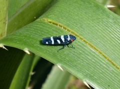 Balacha melanocephala