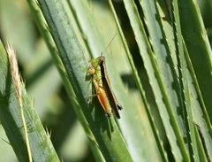 Scotussa impudica