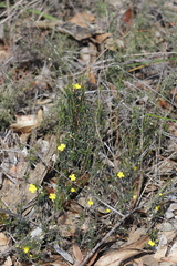 Hibbertia lineata