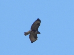 Buteo buteo