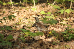 Turdus pilaris