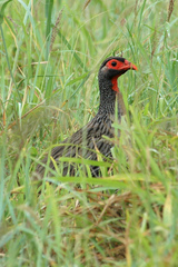 Pternistis afer castaneiventer