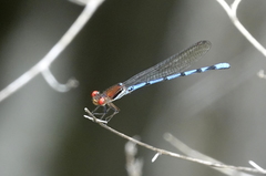 Argia joergenseni