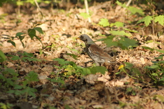 Turdus pilaris