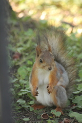 Sciurus vulgaris